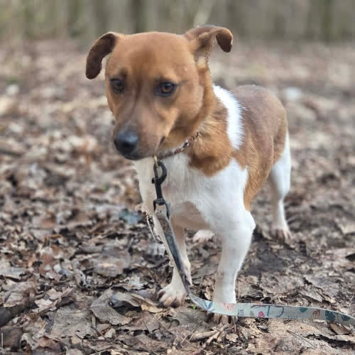 Psy ze schroniska do adopcji Cebion