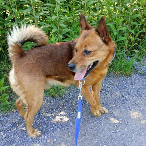 Psy ze schroniska do adopcji Reksio