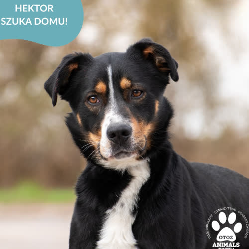 HEKTOR