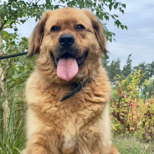 Psy ze schroniska do adopcji Kong 
