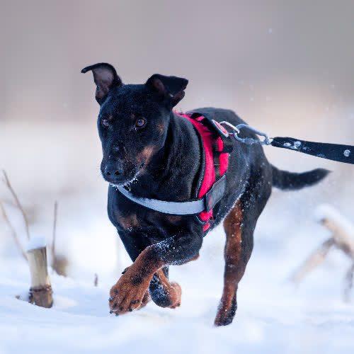 Psy ze schroniska do adopcji Gospel