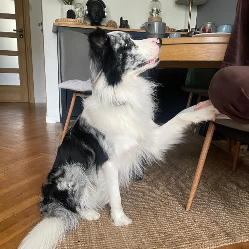 Psy ze schroniska do adopcji Border Collie