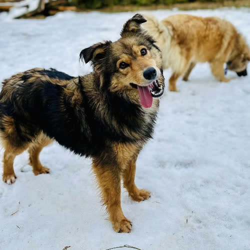 Psy ze schroniska do adopcji Luna