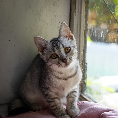 Lola