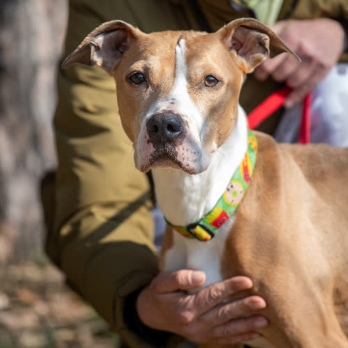 Psy ze schroniska do adopcji Oxa