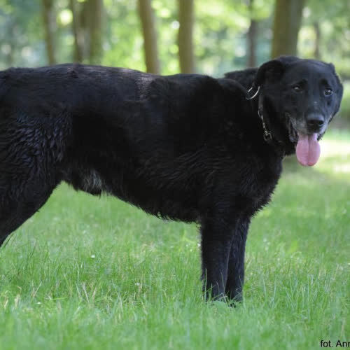 Psy ze schroniska do adopcji Dexter