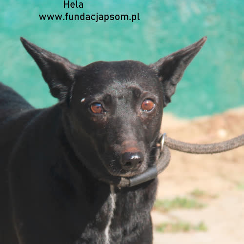 Psy ze schroniska do adopcji Hela