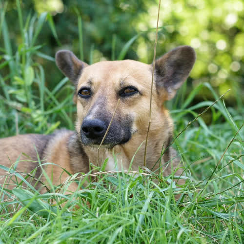 Psy ze schroniska do adopcji Edi