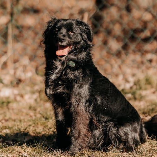 Psy ze schroniska do adopcji Tobi