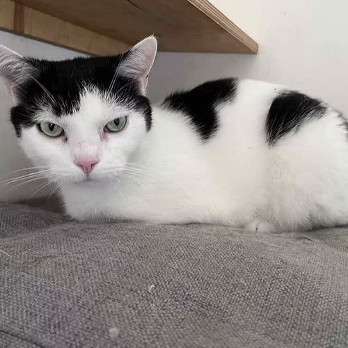 Koty ze schroniska do adopcji AGENT