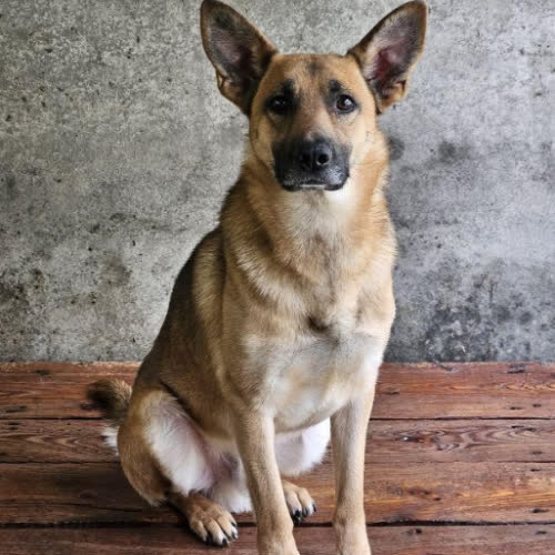 Psy ze schroniska do adopcji Rudzik