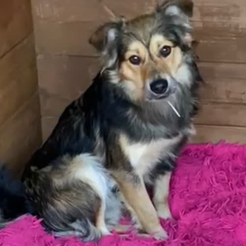 Psy ze schroniska do adopcji Rafi