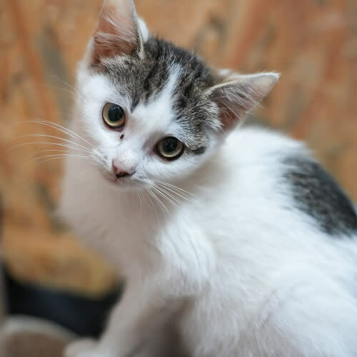 Koty ze schroniska do adopcji Kasia