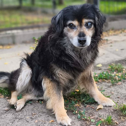 Psy ze schroniska do adopcji Dyzio
