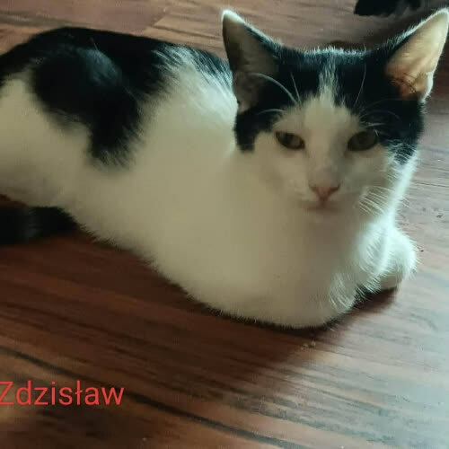 Zdzisław