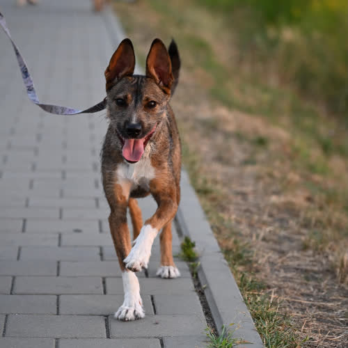 Psy ze schroniska do adopcji Lady