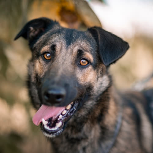 Psy ze schroniska do adopcji SZYSZEK