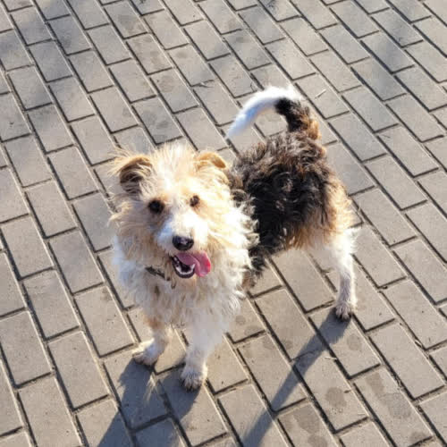 Psy ze schroniska do adopcji Zgryzek