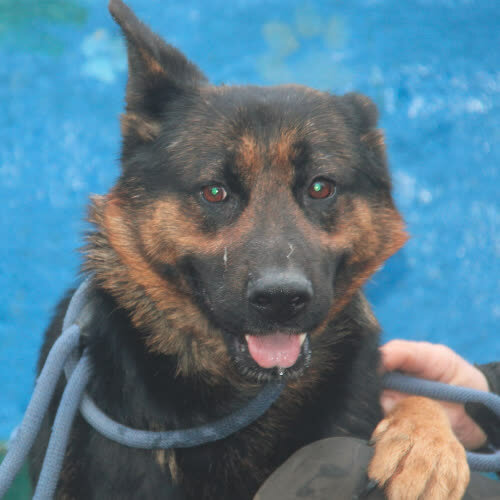 Psy ze schroniska do adopcji Stella