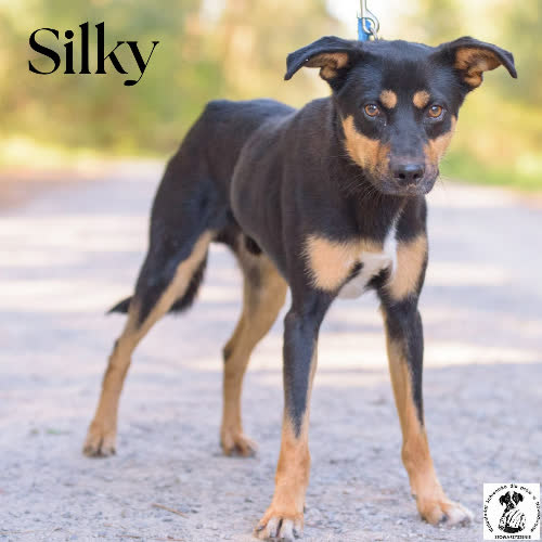 Psy ze schroniska do adopcji Silky 