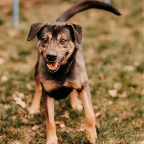 Psy ze schroniska do adopcji Bolt