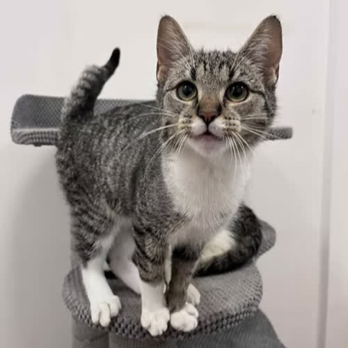 Koty ze schroniska do adopcji Linda