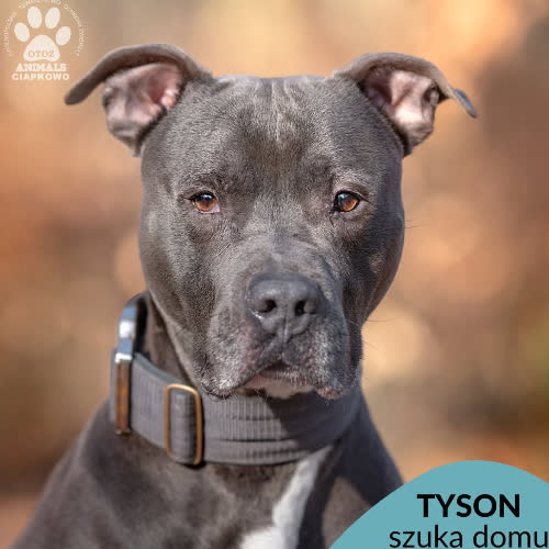 Tyson