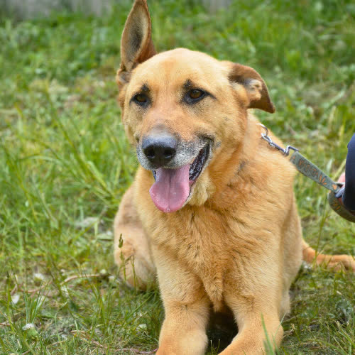 Psy ze schroniska do adopcji BĄCZEK