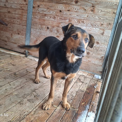 Psy ze schroniska do adopcji Jankes