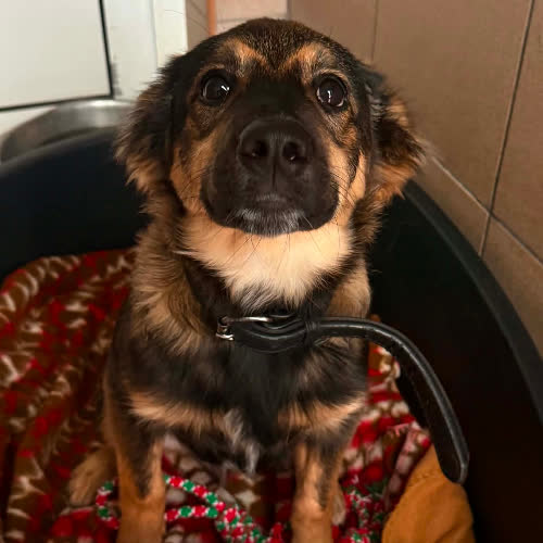 Psy ze schroniska do adopcji Baron