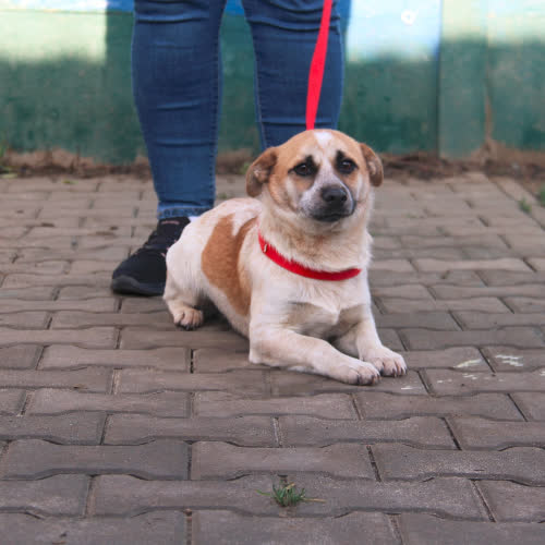 Psy ze schroniska do adopcji Dyzio