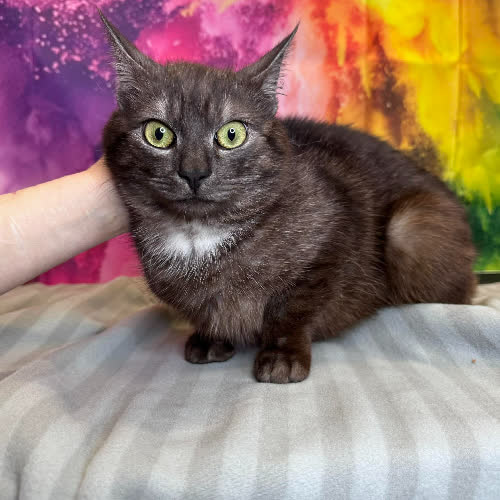 Koty ze schroniska do adopcji Fąfel(B11)