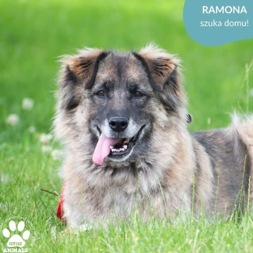 Psy ze schroniska do adopcji RAMONA
