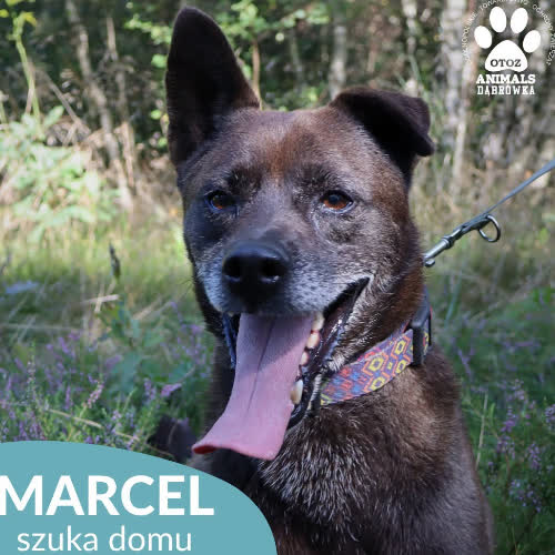 Psy ze schroniska do adopcji Marcel