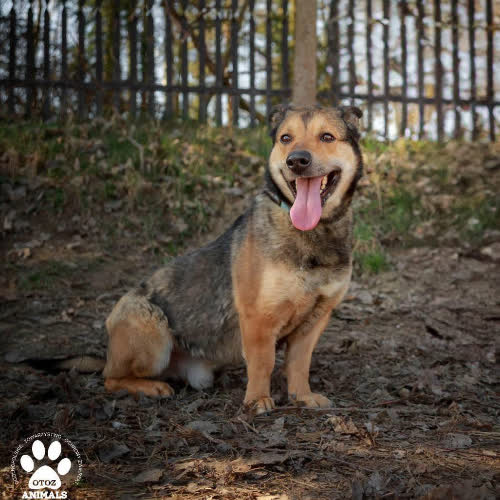 Psy ze schroniska do adopcji Pawełek