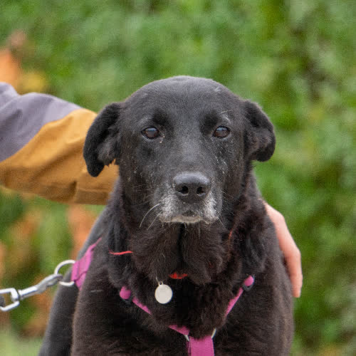 Psy ze schroniska do adopcji Ira