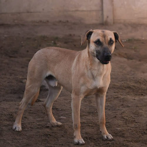 Psy ze schroniska do adopcji Otis