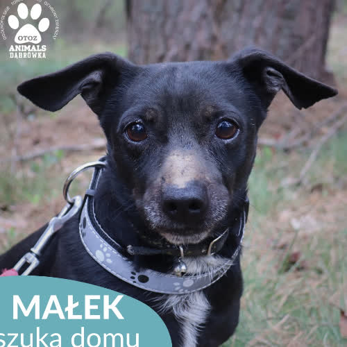 Małek