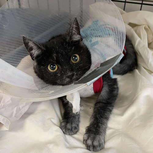 Koty ze schroniska do adopcji Łapka