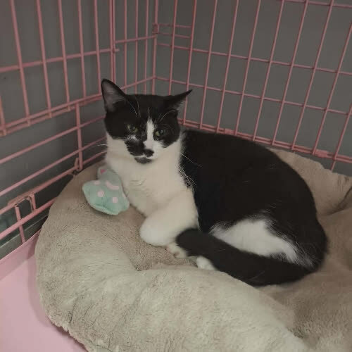 Koty ze schroniska do adopcji Zelda 