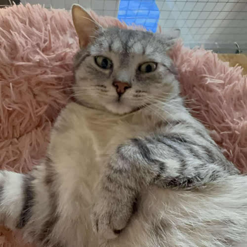 Koty ze schroniska do adopcji Sławek