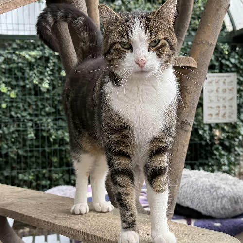 Koty ze schroniska do adopcji Tofiś