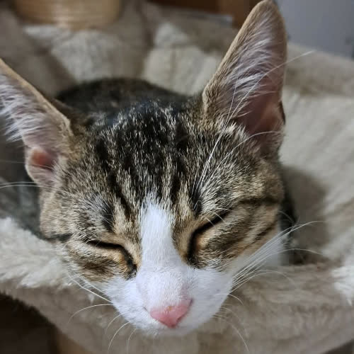 Koty ze schroniska do adopcji Mari