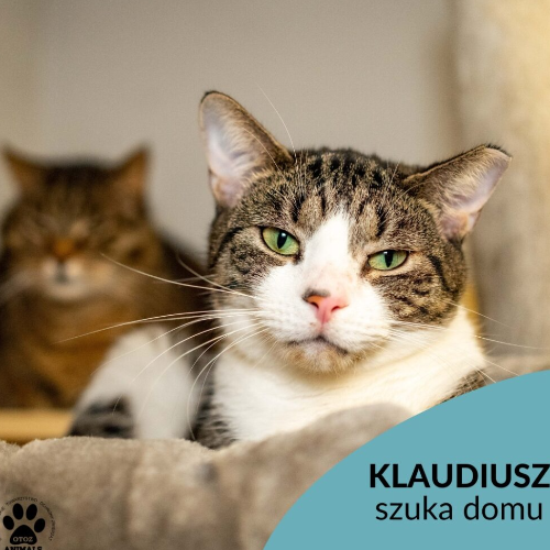 Koty ze schroniska do adopcji Klaudiusz