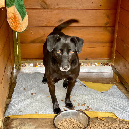 Psy ze schroniska do adopcji Mikuś