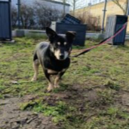 Psy ze schroniska do adopcji Koko