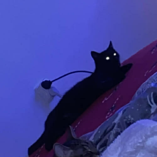 Koty ze schroniska do adopcji Pełnia 