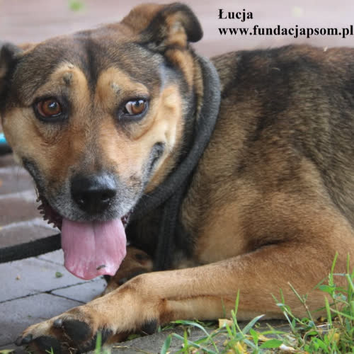 Psy ze schroniska do adopcji Łucja