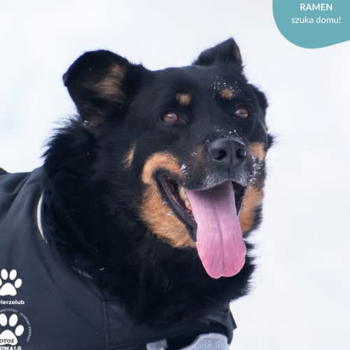 Psy ze schroniska do adopcji RAMEN