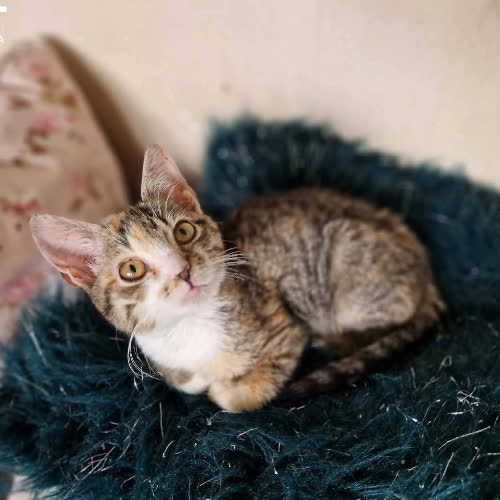 Koty ze schroniska do adopcji Lukrecja